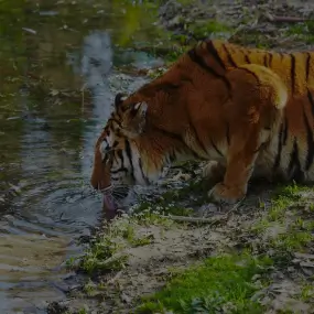 Sundarban || Mystical mangroves, Tiger's kingdom